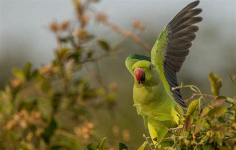 Indian Parrot Wallpaper Wallpapers Quality