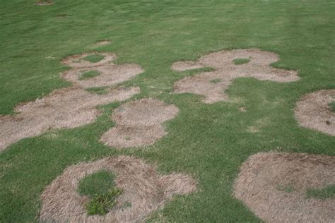 Identification And Control Of Spring Dead Spot Center For Urban