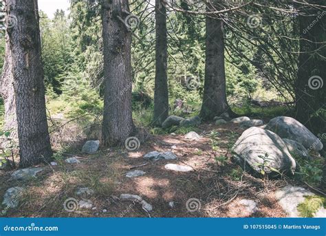 Summer Forest Trees Nature Green Wood Sunlight Backgrounds Vi Stock