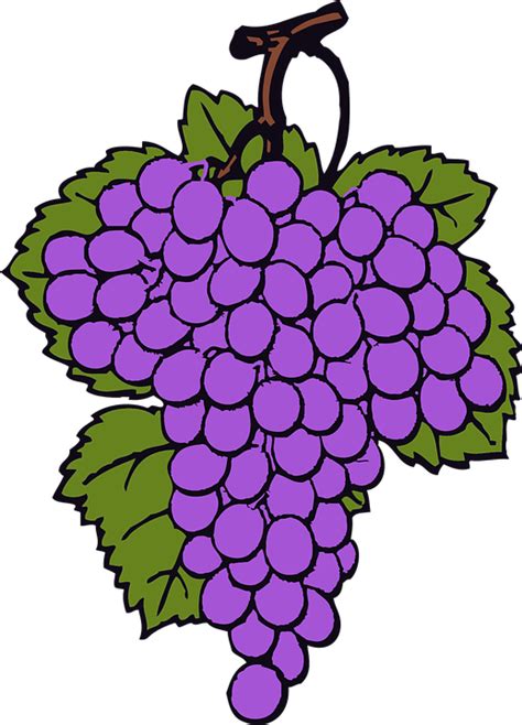 Grape Bunch Cluster · Free Vector Graphic On Pixabay