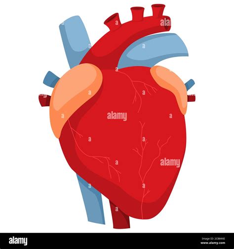 Lista 103 Foto Dibujo Del Corazón Humano Fácil Con Sus Partes Alta