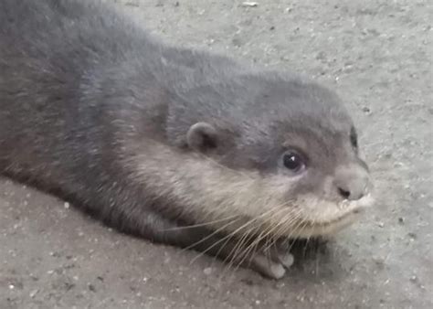 Asian Small Clawed Otter Is Latest Arrival At Rescue Center