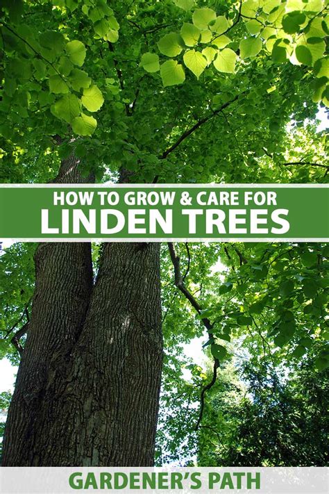 How To Grow And Care For Linden Trees Gardeners Path