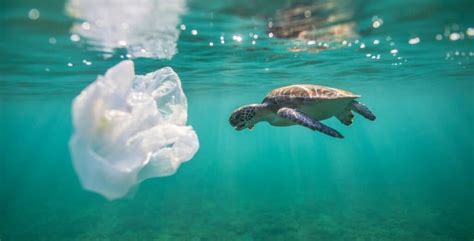 7 Solutions To Ocean Plastic Pollution Oceanic Society