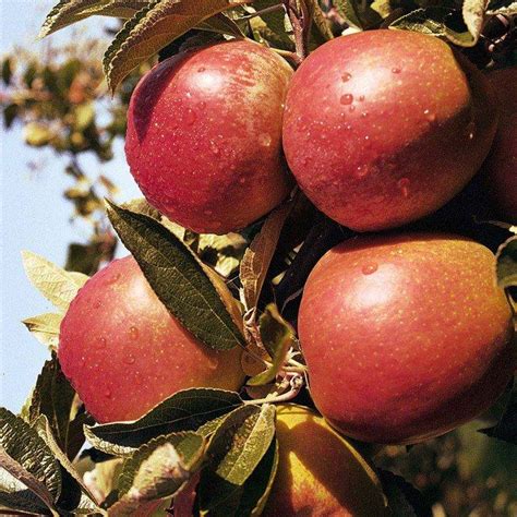 Buy Braeburn Cordon Online Crj Fruit Trees Nursery Uk