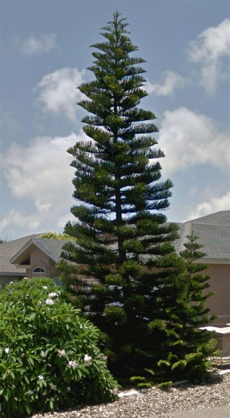 Photo Of The Entire Plant Of Norfolk Island Pine Araucaria