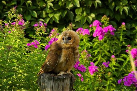 Wallpaper Owl Birds Grass Herbs Predator 1920x1200 Goodfon