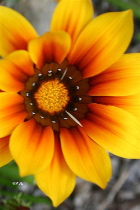 801 photos · curated by áron varga. Reference Photos for Artists: Flowers