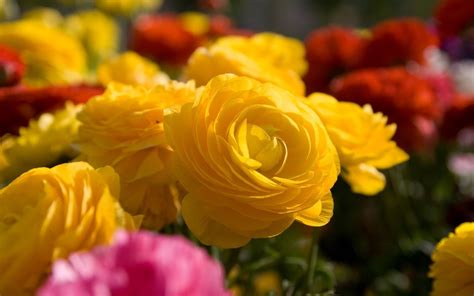 Free Download Yellow Flowers Wallpapers And Images Wallpapers Pictures