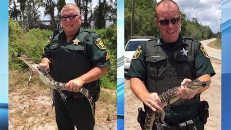 Alligator Found In Polk County Pool