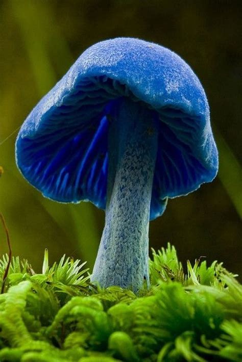 Sign In Stuffed Mushrooms Magical Mushrooms Mushroom Fungi