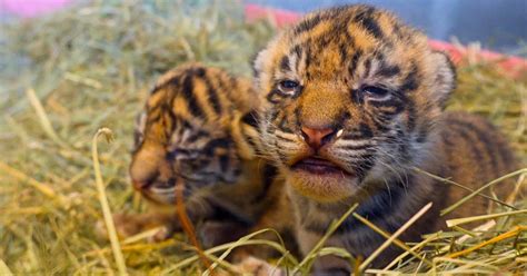 Pet Insurance Open Eye For First Time At 11 Days Old Of Twin Tiger