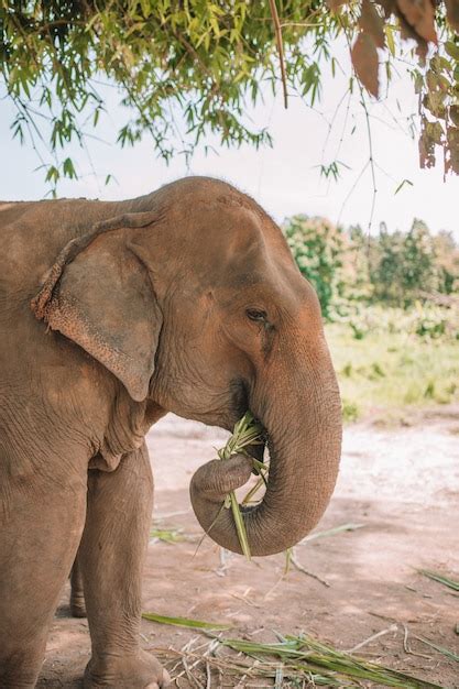 Elefante Comendo Na Selva Foto Premium