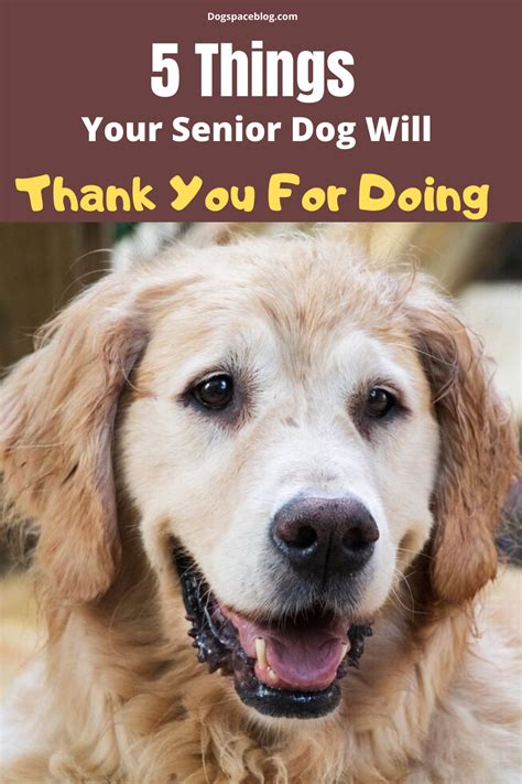 5 Things Your Senior Dog Will Thank You For Doing Dogspaceblog
