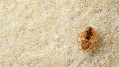 Signs Of Bed Bug Infestation Guide Fantastic Pest Control Au