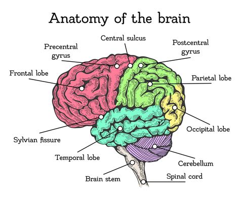 The Parts Of The Brain