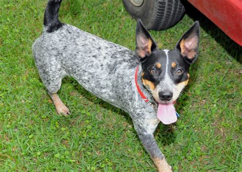 Rocket 1 Year Old Blue Heelerbeagle Mix Mightymaxican Flickr