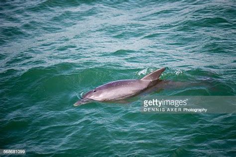 Dolphin Gulf Of Mexico Photos Et Images De Collection Getty Images