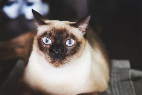Siamese Cat With Blue Eyes Sitting On The Floor Stock Image Image Of