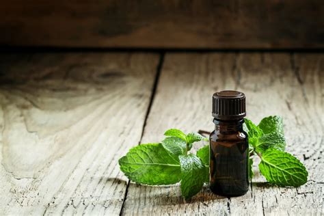 Is Peppermint Oil Safe For Dogs Great Pet Care