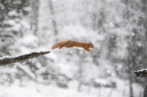 Jumping Eurasian Red Squirrel In Winter Forest Mjof01789 Mark