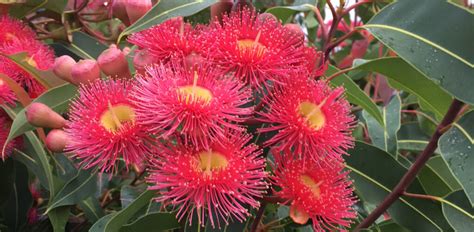 Cut flowers colorful flowers white flowers tall flowers growing flowers sun loving plants all plants ninebark shrub mixed border. Fast-growing Australian native trees | Flower Power