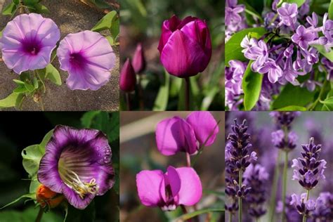 Top 60 Fascinating Purple Flowers With Pictures Florgeous
