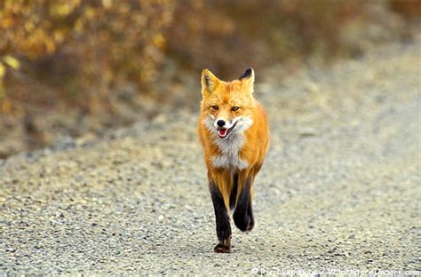 Confirmed Rabid Fox In Hart County Is Third Rabies Confirmation For Our Area In A Month 921 Wlhr