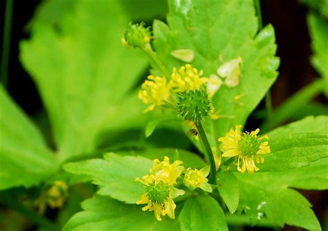 Lux Skll Set Edible Wild Flowers In Ohio Families Lamiaceae Ohio