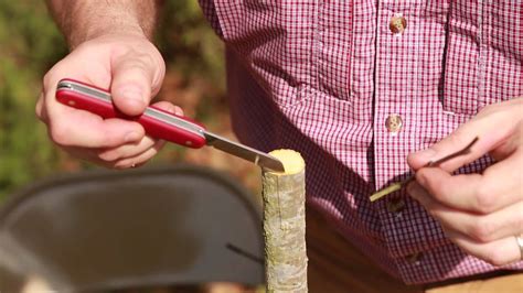 Grafting Trees How To Graft A Tree YouTube
