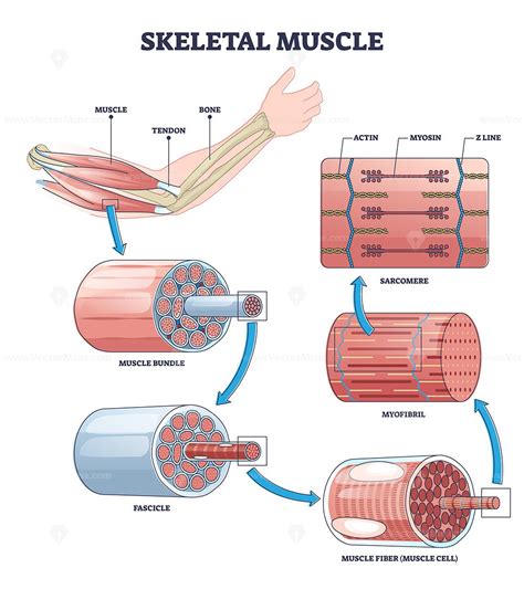 Skeletal Muscle Structure Layers With Anatomical Closeups Outline