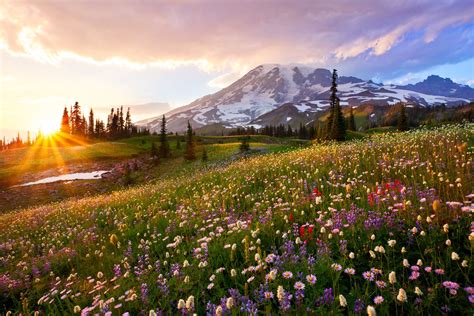 Pictured Here Is A Meadow Of Wildflowers At Mount Rainier National Park