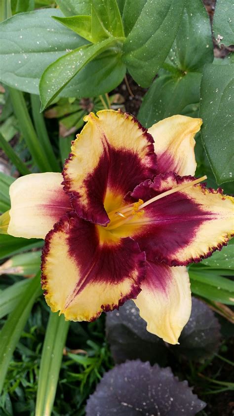 Day Lily