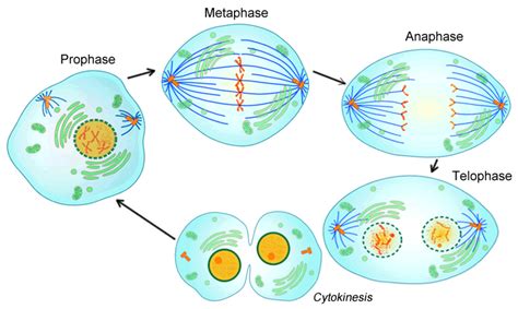 Don't forget that the cell spends most of its time in interphase, the phase where the dna is replicat. Cell Cycle (notes: 9.1)