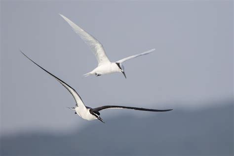As The Crow Flies A Hong Kong Birding Blog Boat Chasers Terns At