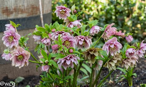 Hooray The Hellebores Are Here The Diary Of A Wheelchair Gardener