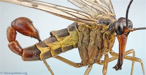 10 Insects That Belong In An Alien World Listverse