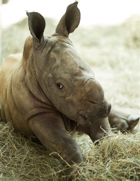 Special Edition Wildlife Friday Vote To Name A New Baby Rhino Girl At