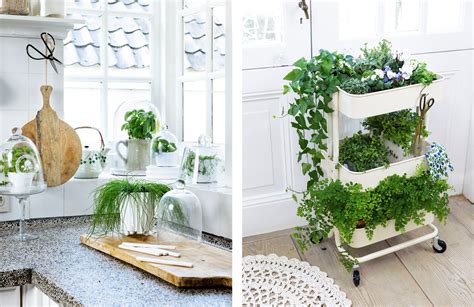 Ideales para una decoración minimalista. 5 plantas que no deben faltar en tu cocina | Beniverd Viveros