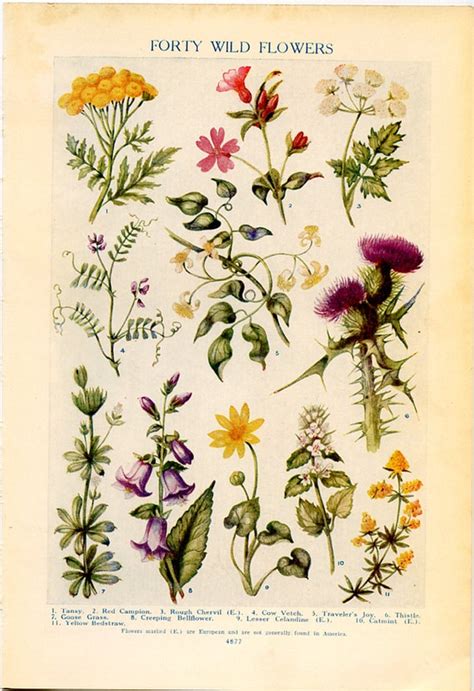 Vintage Botanical Prints Forty Wild Flowers Etsy
