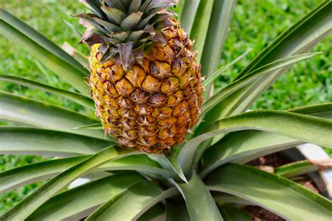 Growing Your Own Pineapple Inside Nanabreads Head