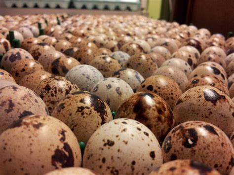 The Incredible Quail Egg | Backyard poultry, Raising quail, Quail eggs