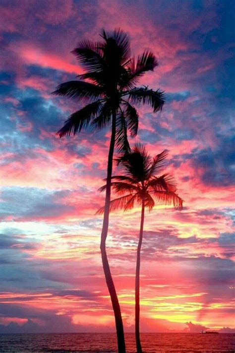 Palm Tree Sunset Iphone Wallpapers Bigbeamng
