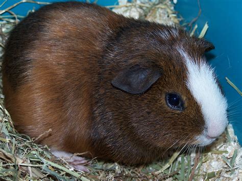 Guinea Pigs Welcome To Your Pet Space