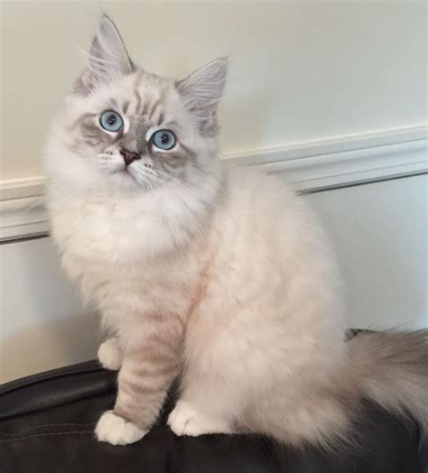 When naming your cat, you can be inspired by lots of things. Saban - Blue Lynx Point with White Siberian Kitten Cat ...