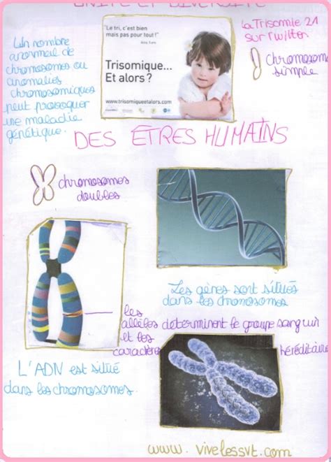 Genetique Svt 3ème Vive Les Svt Les Sciences De La Vie Et De La