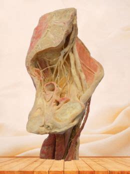 Since ancient times, many men believed that a woman's menstrual flow rid her body of diseased blood, so male doctors thought that bleeding a sick patient could do the same and function as a cure. Urogenital System-Human Body Parts Plastinated Specimen-Product-MeiWo Science Co.,Ltd.-page2