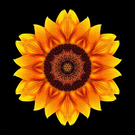 Check spelling or type a new query. Yellow and Orange Sunflower VI Flower Mandala Photograph ...