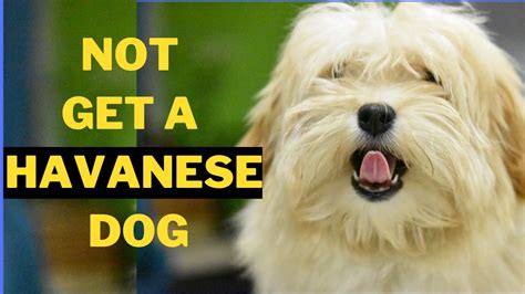 5 Reasons Why You Should Not Get A Havanese Dog Youtube