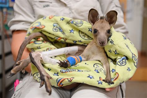 Reports On Treating Patients Australia Zoo Wildlife Hospital